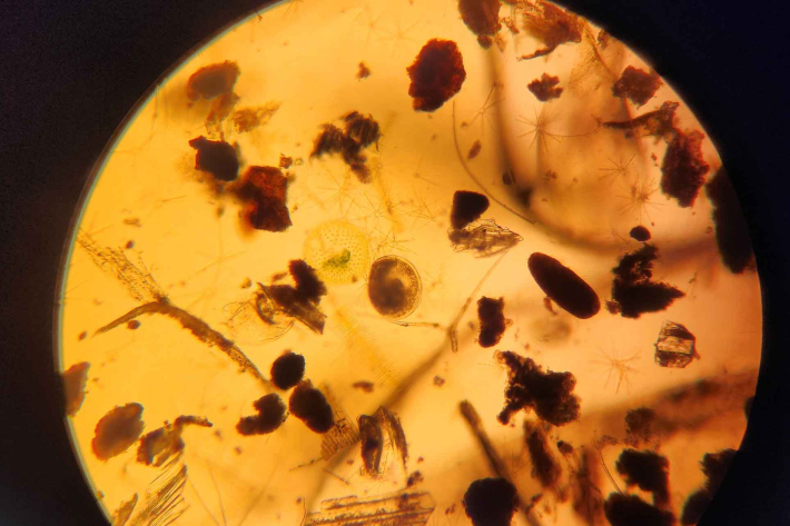 a single D shaped clam larvae in natural sample with detritus and phytoplankton viewed under 100x magnification. 