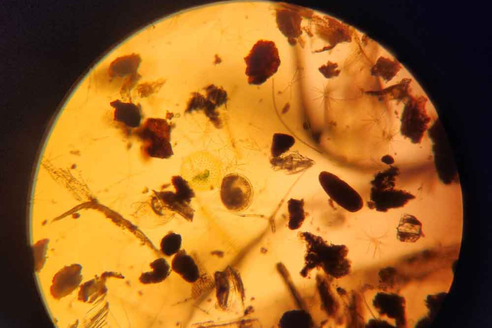 single D shaped clam larvae in natural sample with detritus and phytoplankton viewed under 100x magnification