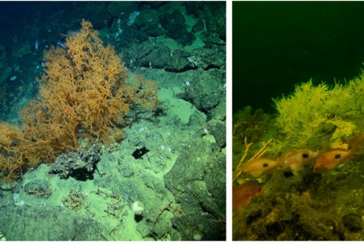 Images of Antipatharian in situ from the Graveyard Seamounts (left; NIWA) and Antipathella fiordensis in Piopiotahi/Milford Sound, Fiordland (right; A. Davis).