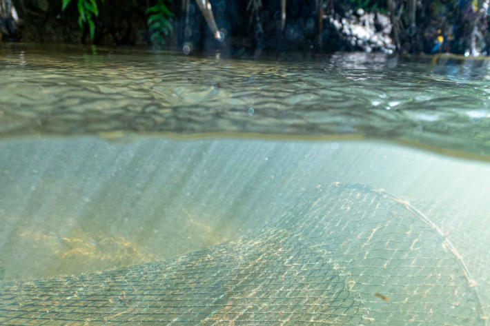 Maniapoto tuna banner