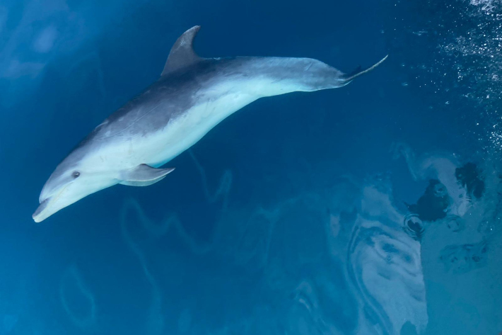 Bottlenose bowriding