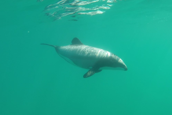 maui_dolphin