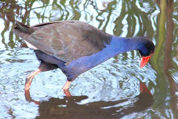 Pukeko