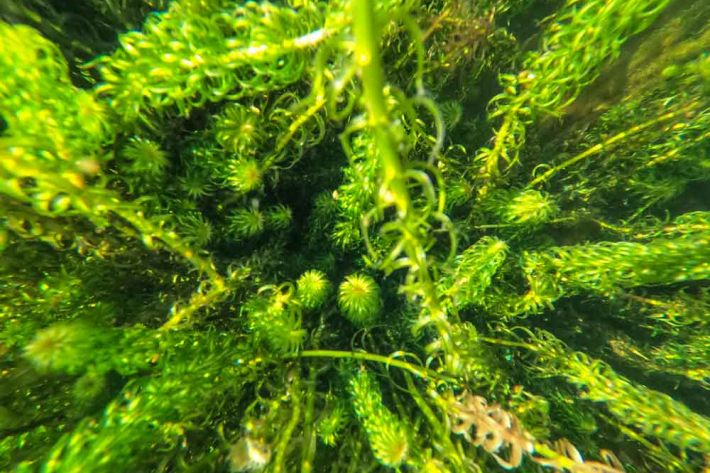 Lagarosiphon Major, also known as Oxygen Weed, is a fast-growing invasive aquatic plant found in many New Zealand lakes  