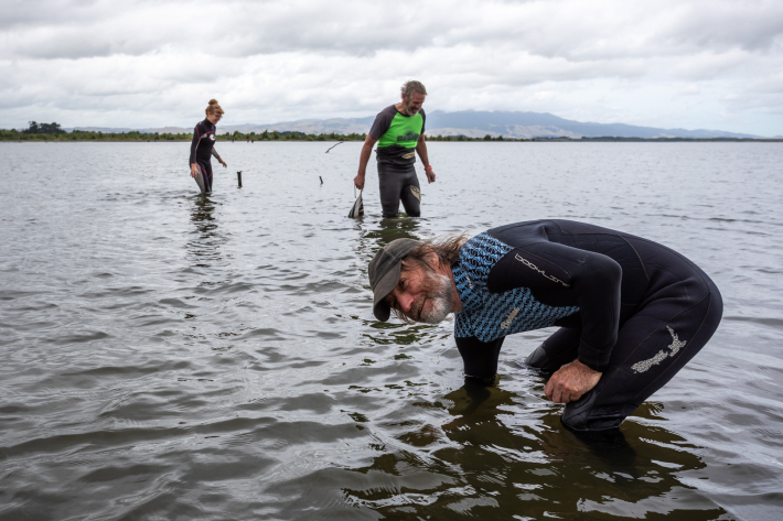 Volunteers searching for kākahi at the 2023 Wairarapa Moana Kākahi Count. 