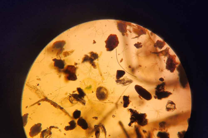  A single D shaped clam larvae in natural sample with detritus and phytoplankton viewed under 100x magnification. What we observe when looking for them in water column samples. 