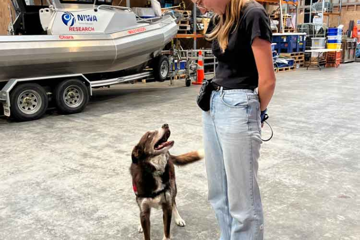 Sniffing out trouble