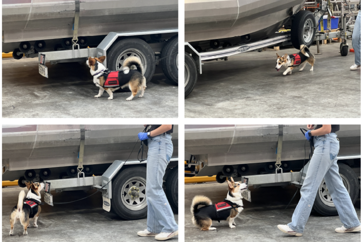 Detector dog finding clam