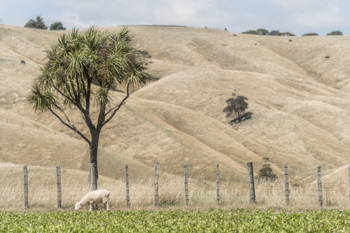 Rural Wairarapa drought 2017