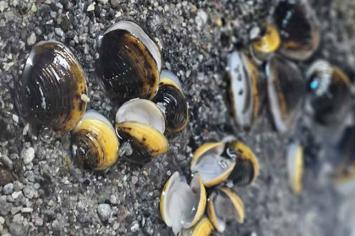 Gold clams following exposure to a benthic barrier (EPDM matting) during experimental suppression trials. 
