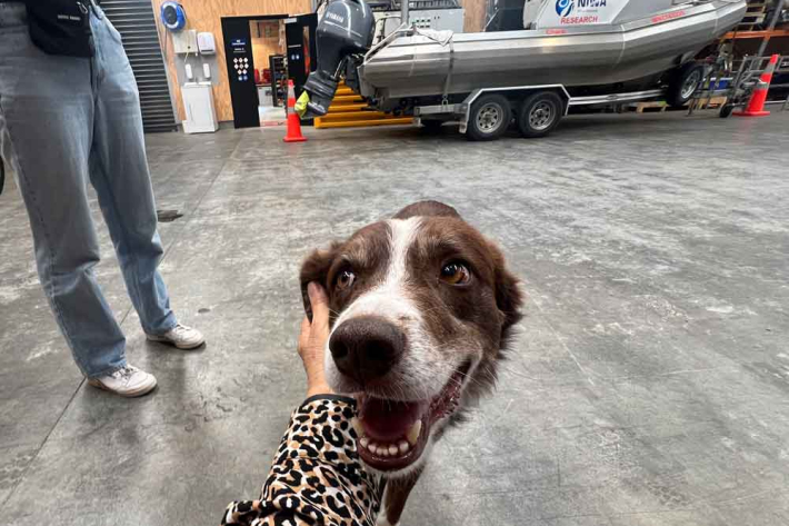 Scent detector dog Cino