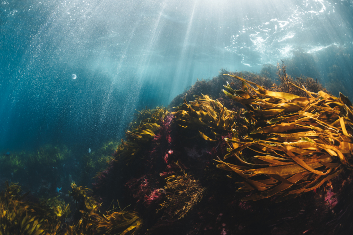 Shallow water Rimurimu forest at Poor Knights Marine Reserve