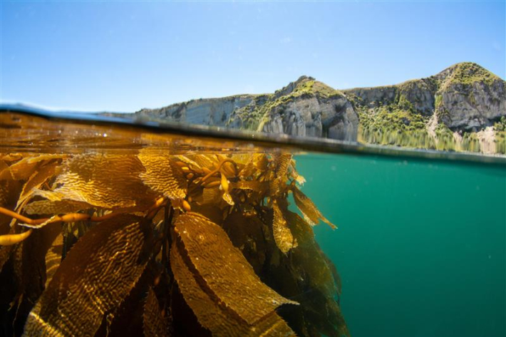 Kelp