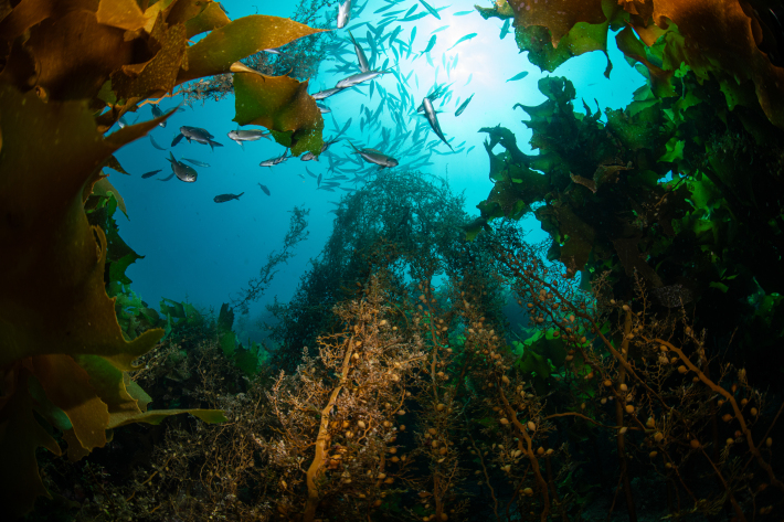 Happy Place. The stresses of life and work drift way in the tranquil algae gardens in Northland.