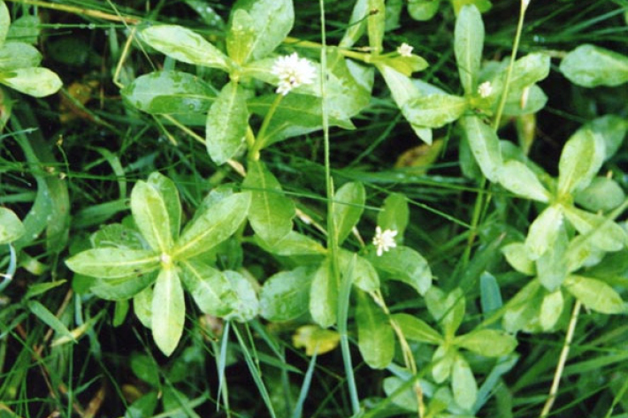 alligator weed