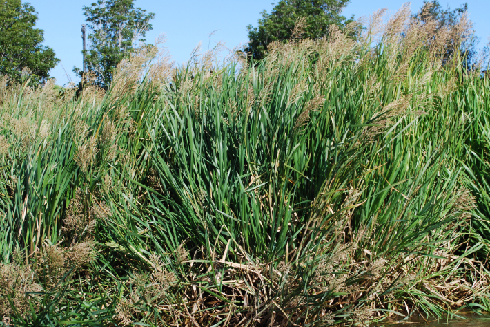 Glyceria maxima