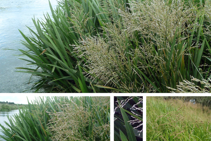 Glyceria maxima