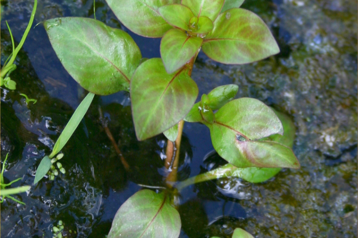Ludwigia palustris