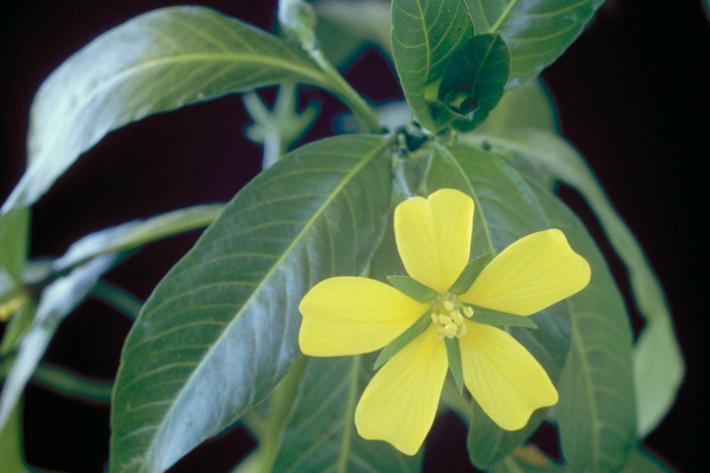 Ludwigia peploides