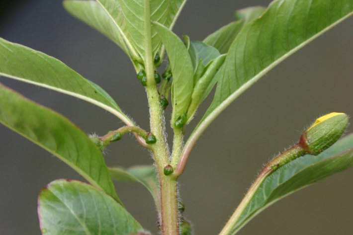 Ludwigia peploides