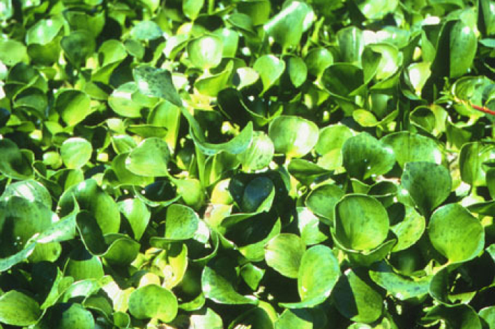 Water hyacinth Eichhornia crassipes
