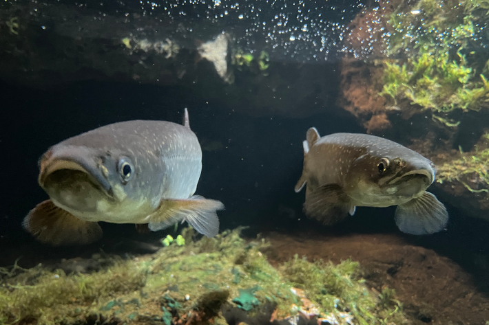 Fish banner