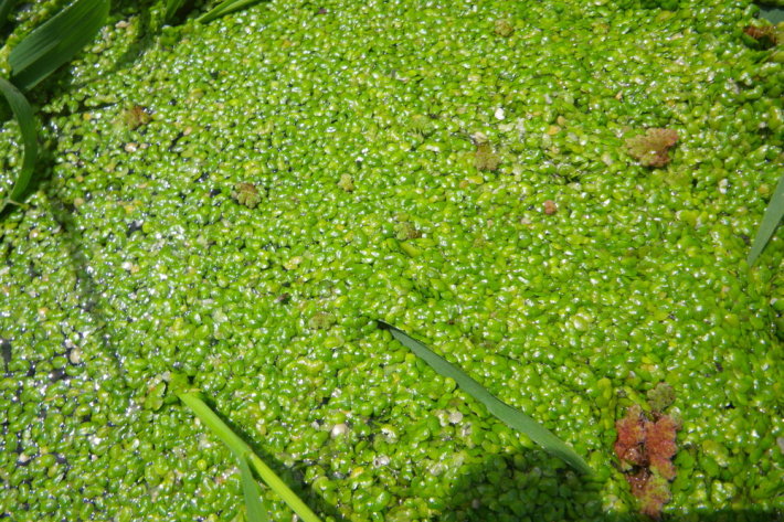 Duckweed (Lemna minor L)