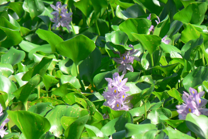 Water hyacinth (Eichhornia crassipes) 