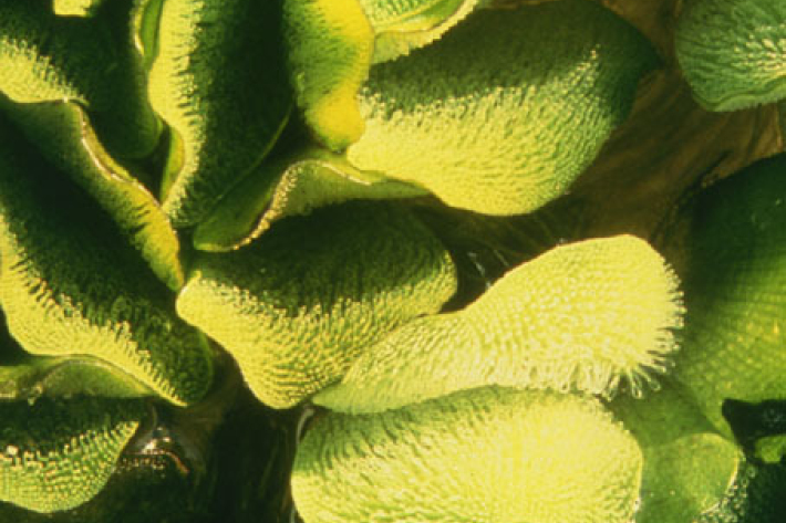 Salvinia close-up crowded growth form (B Coffey).