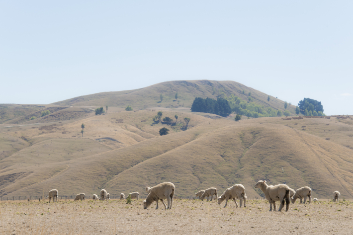 Wairarapa drought.