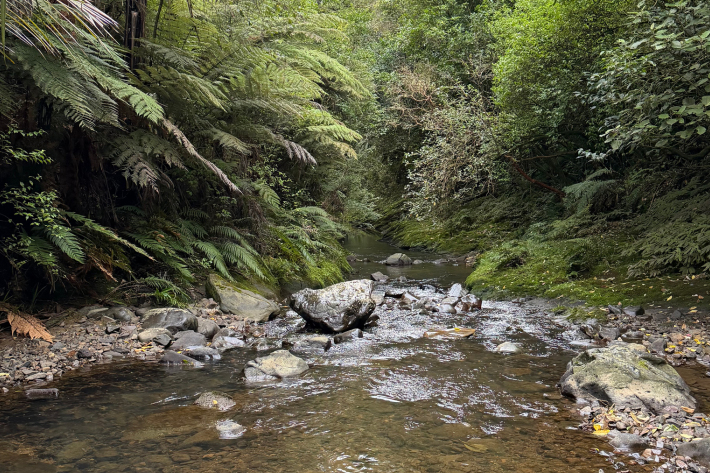 Stream