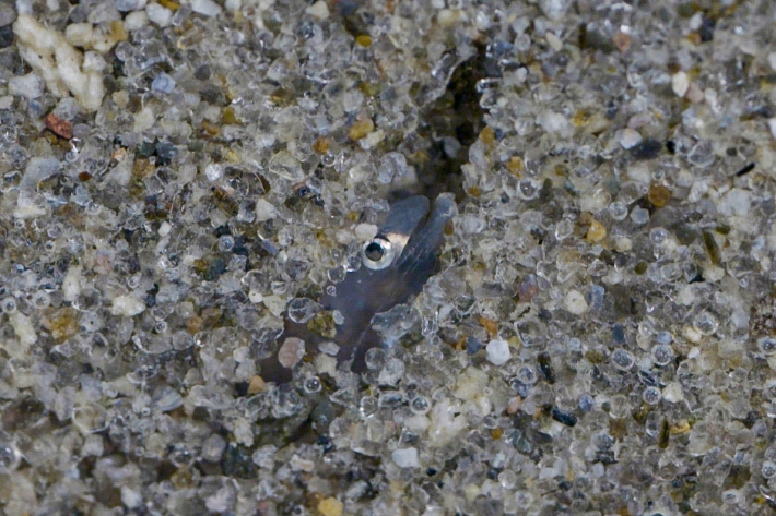 Shortfin glass eel hiding in the sand [Photo: Lana Young, NIWA]