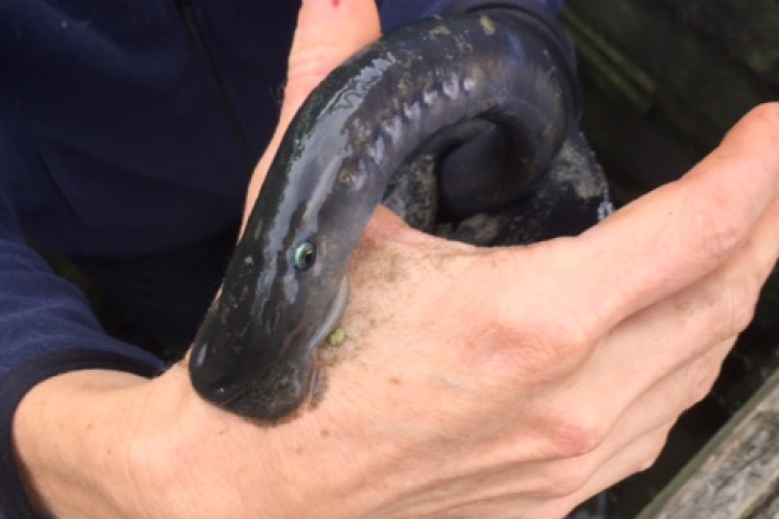 Lamprey sucker