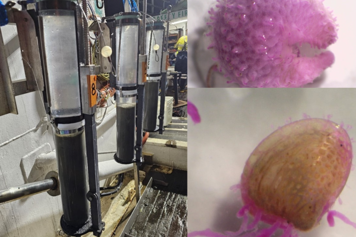 Juvenile shellfish and sea cucumber specimens found in sediment cores of the seabed in June