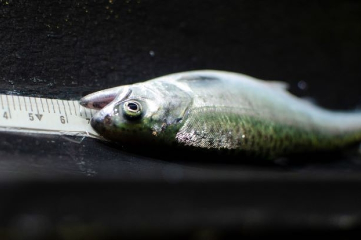 King Salmon Juvenile Assessment RQ