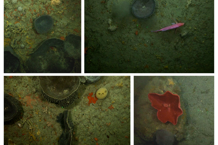 Images of the seafloor near Tokomaru Bay showing signs of life