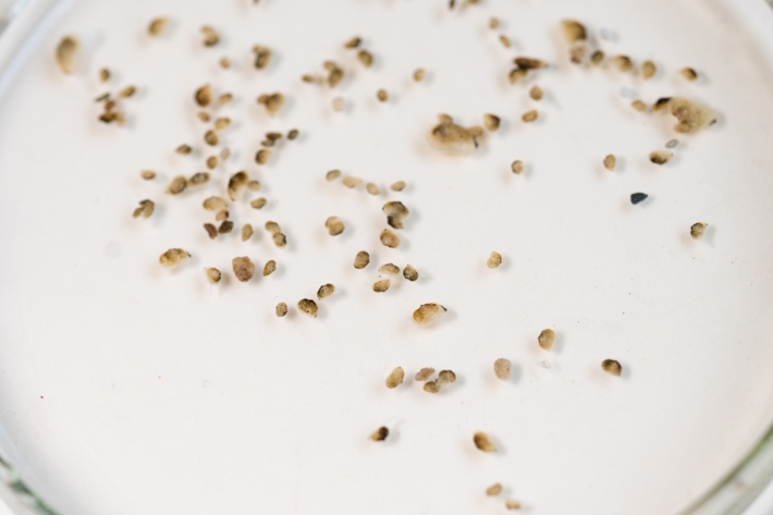 Once juvenile kākahi detach from the host fish they are very difficult to find because they are very small and live below the surface in streams and lakes. Pictured are juvenile kākahi raised in NIWA’s labs.