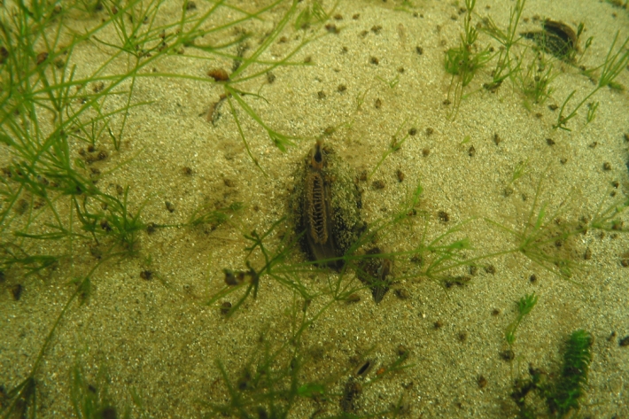 Often all you will see of a kākahi is their siphons poking out of the sediment [Photo: Tracey Burton, NIWA]
