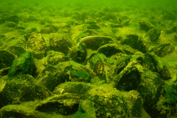 Kākahi are a taonga (treasured) species. Their shells were traditionally used by Maori as cutting tools and their flesh for medicine and as kai.