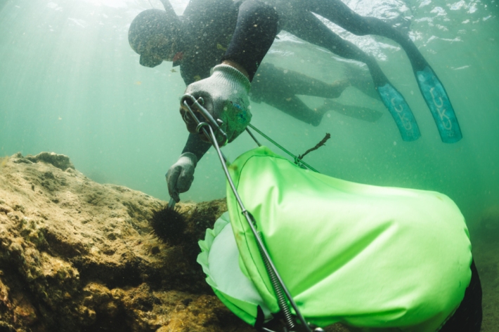 NIWA diver volunteering during kina removal