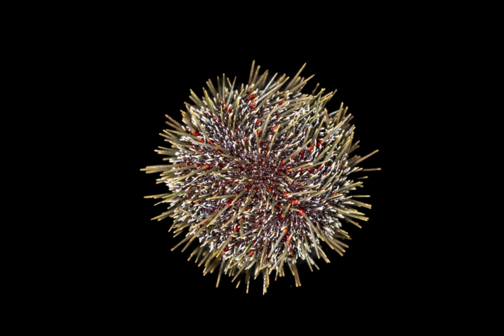 Dorsal view of a sea urchin
