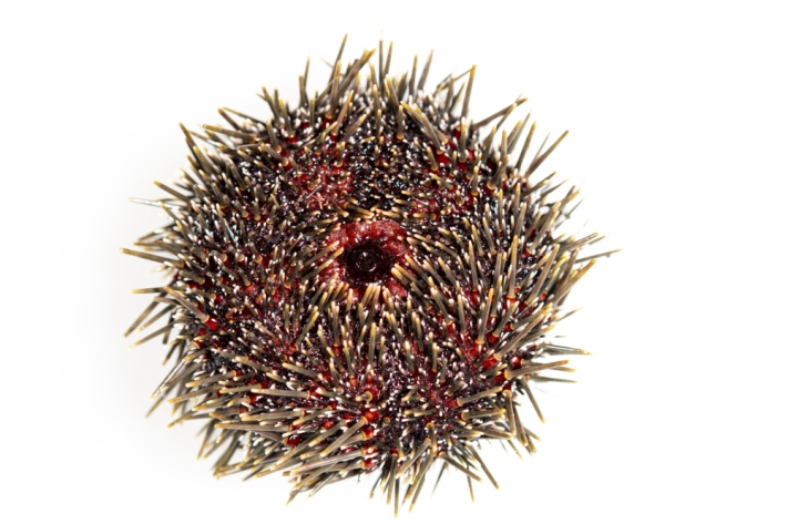 Ventral view of a sea urchin, showing it's mouth.
