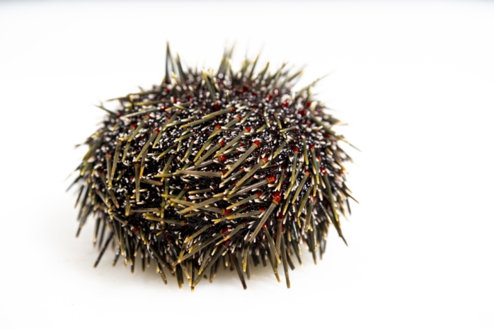 Sea urchin