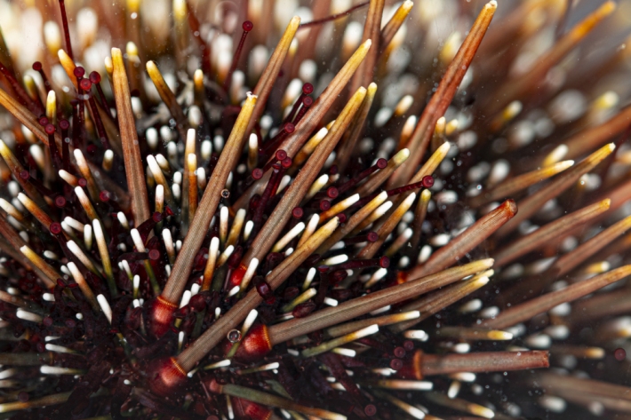 Sea urchin close up details