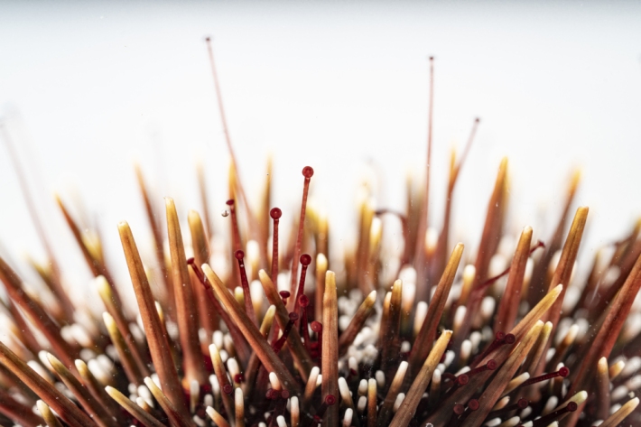 Submerged sea urchin stretching out it's tube feet