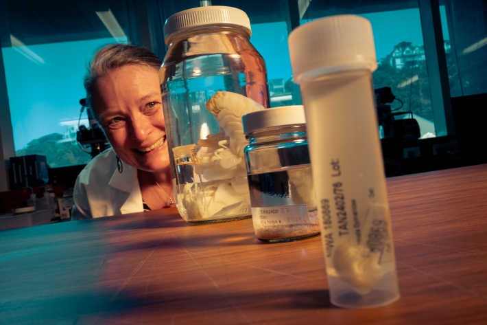 Amphipod expert Anne Helene visits NIWA with a small, medium, and super-sized lineup from the New Zealand species discovery workshop as part of Ocean Census