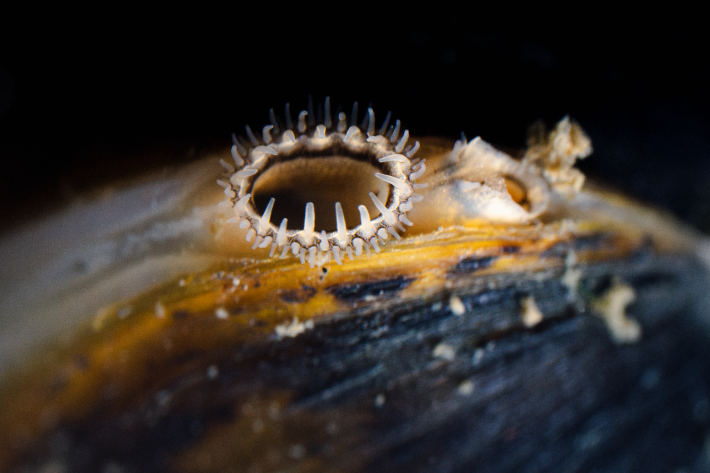 Gold clam siphon, Hamilton laboratory.