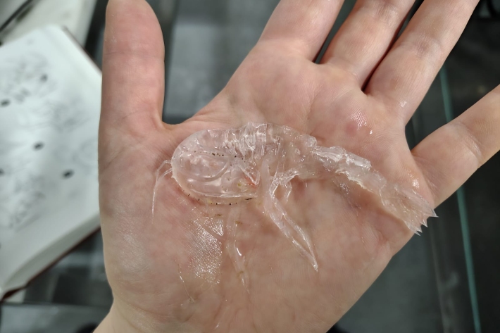 Phronima amphipod