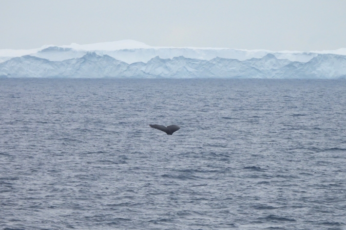 A humpback whale with a iceberg in the background