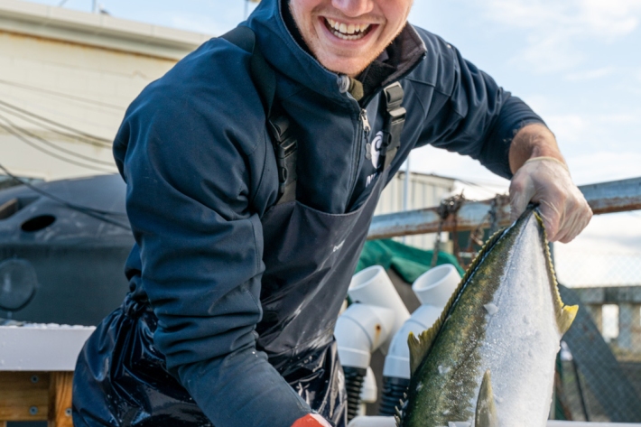 NIWA aquaculture technician Michael Exton packs a freshly harvested 4kg Ruakaka kingfish in ice, ready for dispatch to the chef. 